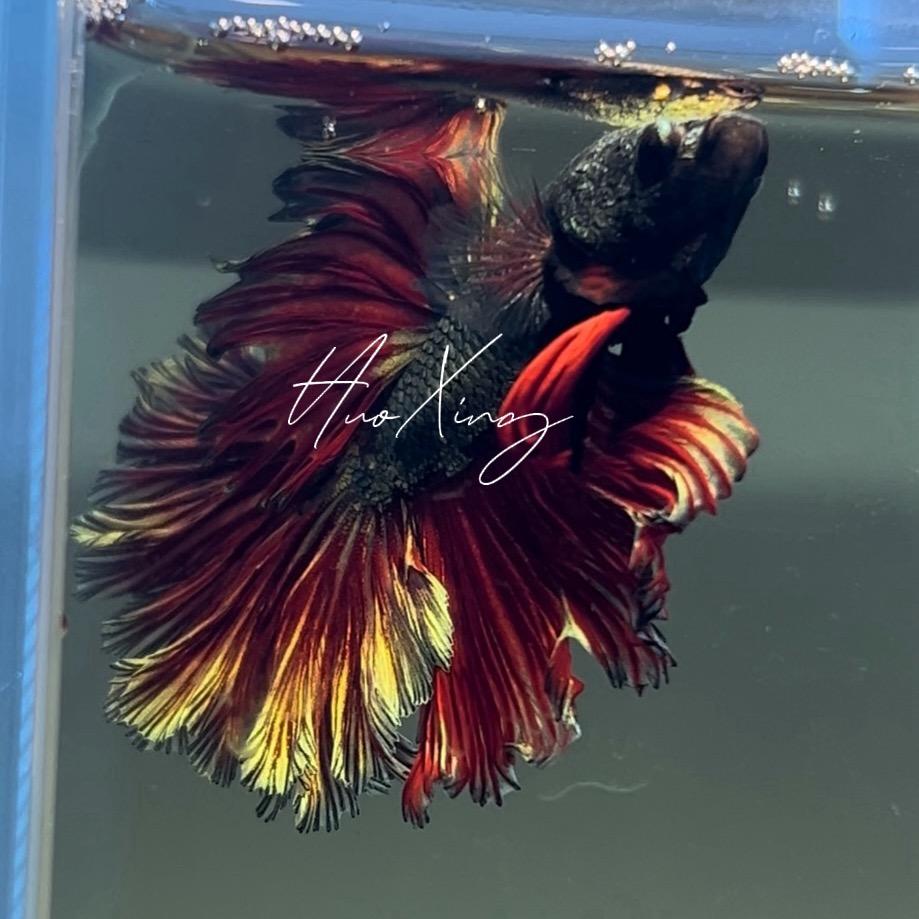 斗鱼馆