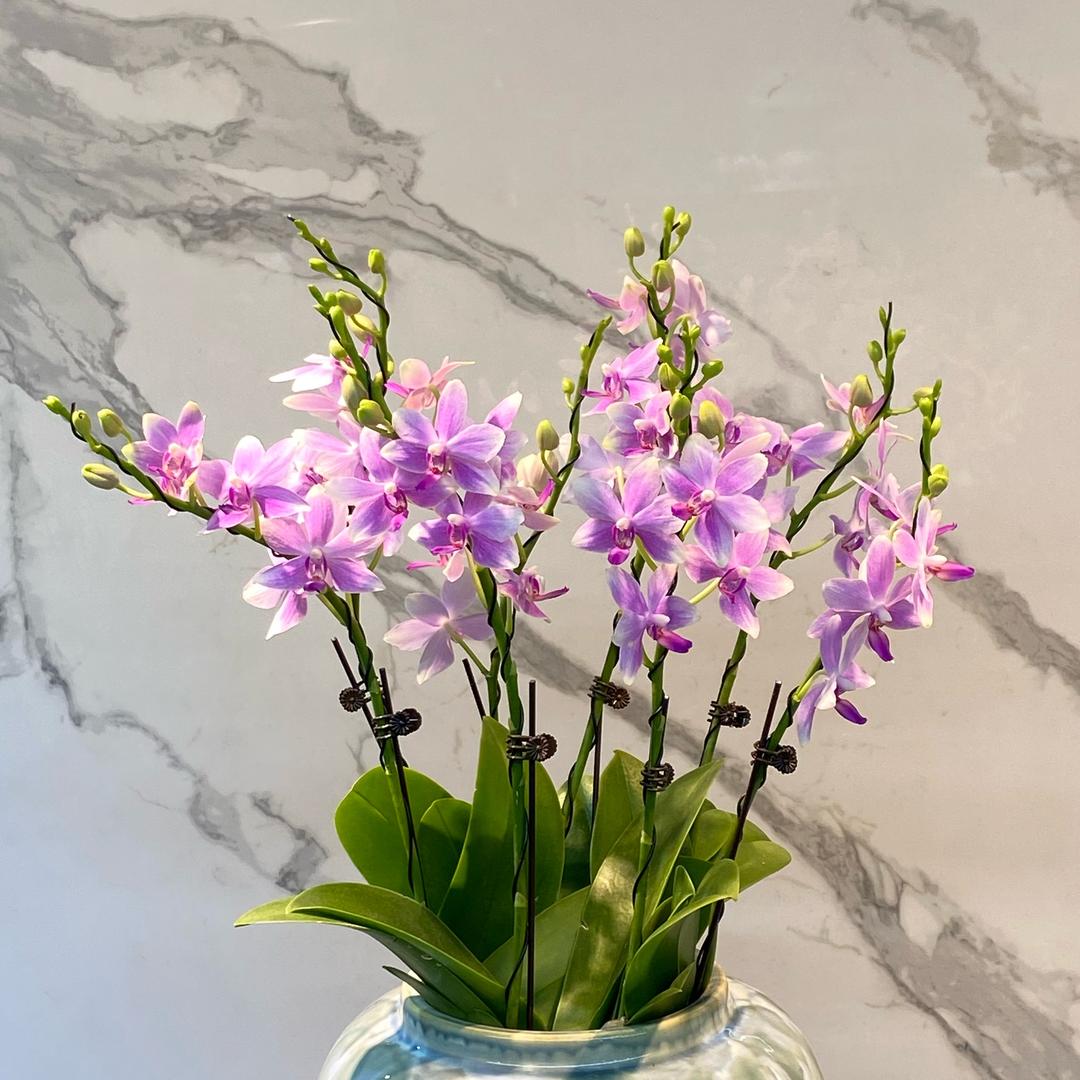 荟旭农业蝴蝶兰🌷