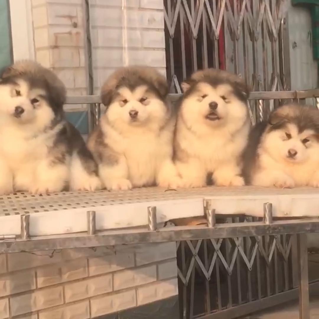 小哲阿拉斯加