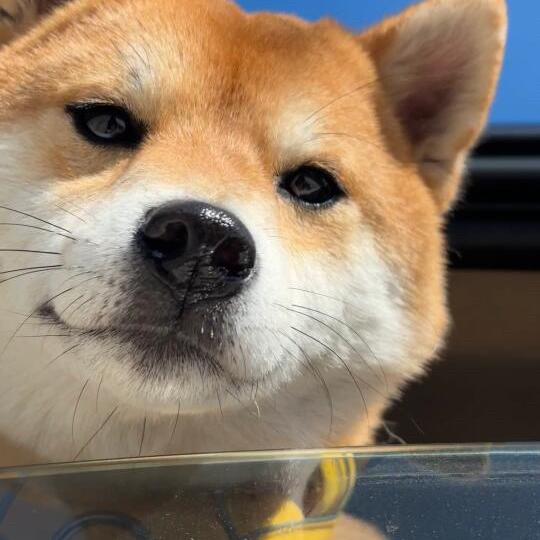哈皮哈皮呀