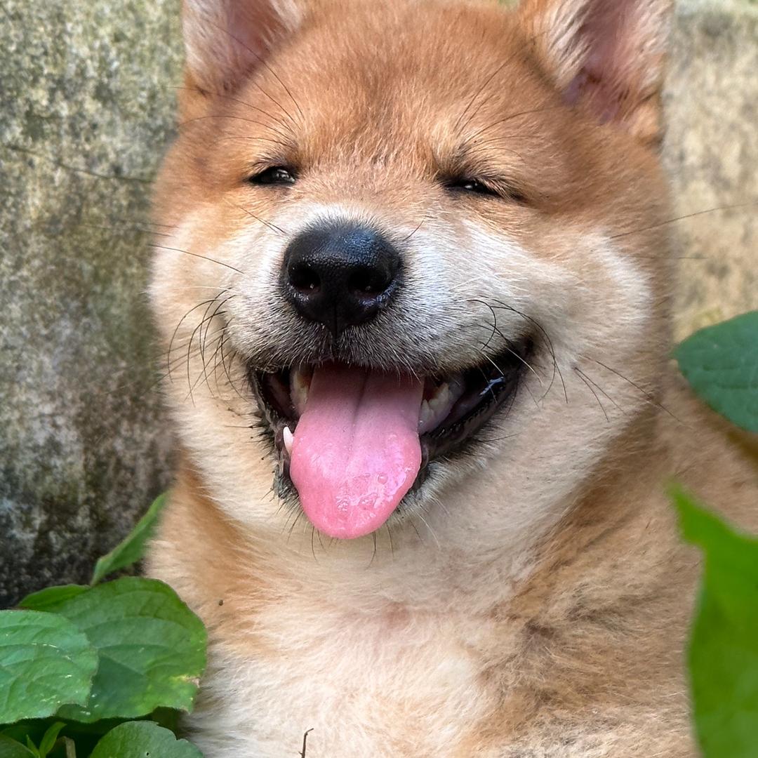 99年养狗的女孩