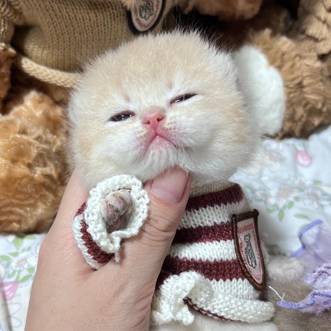 纯净猫舍
