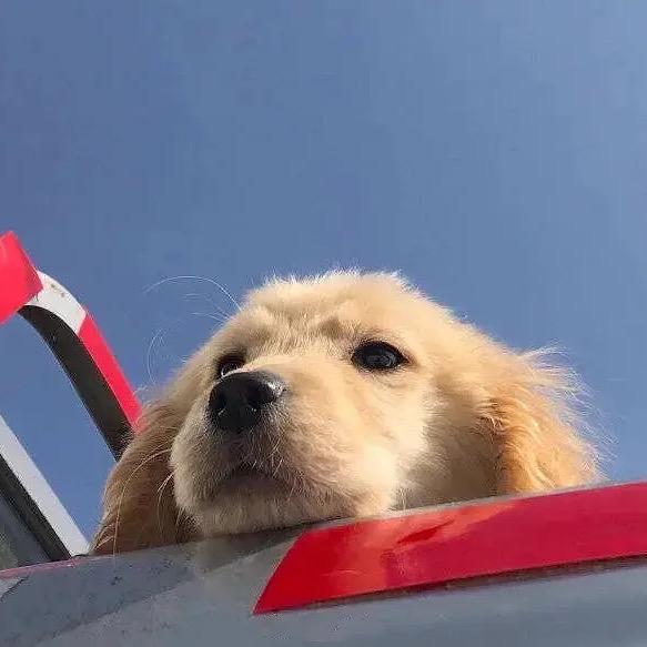 啦啦啦小当家0112