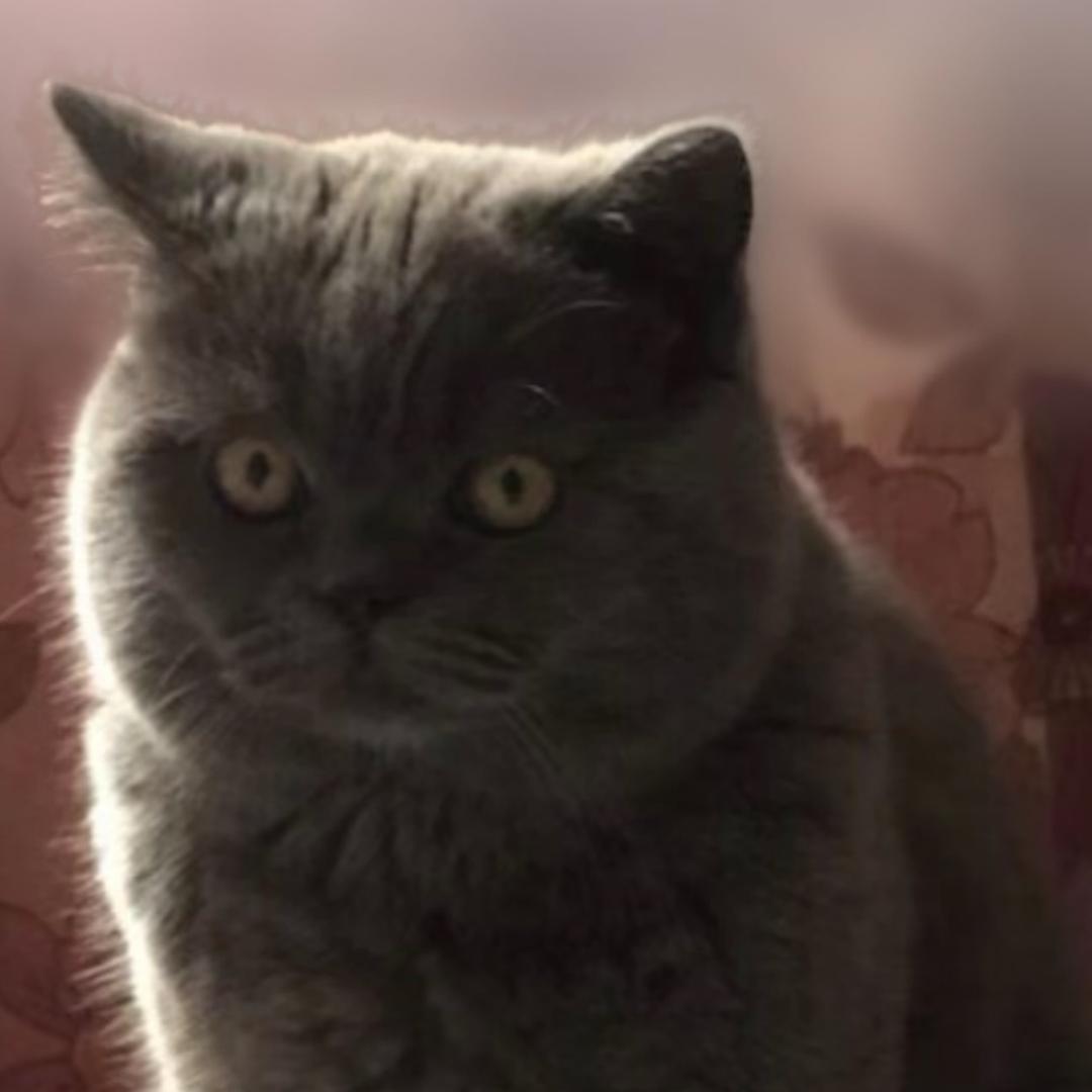 猫丢了，有捡到的吗