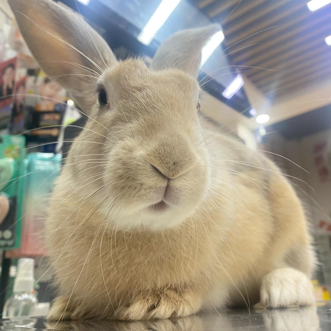 老母鸡虎皮兔