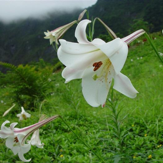 百合