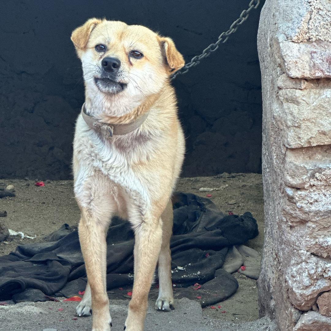 嗯哼大王的声音