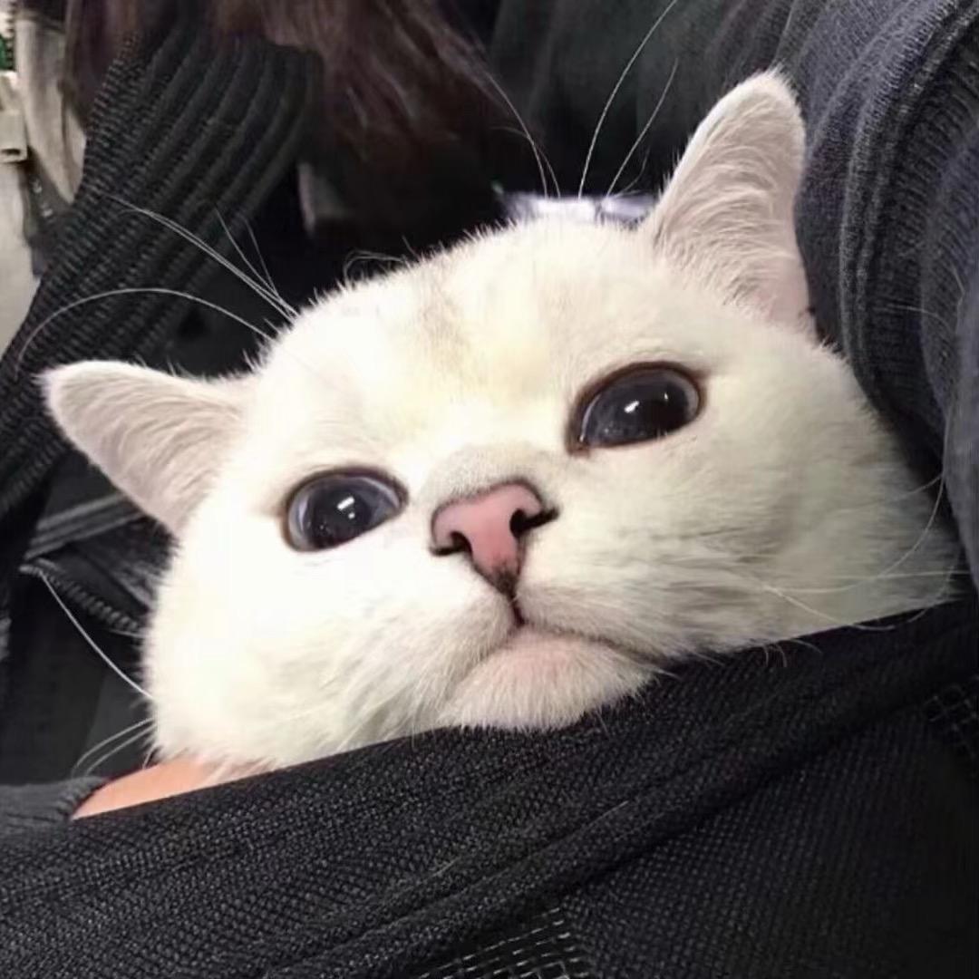 喵ㅤ