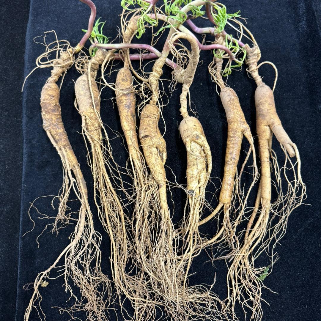 长白山阿伟参茸