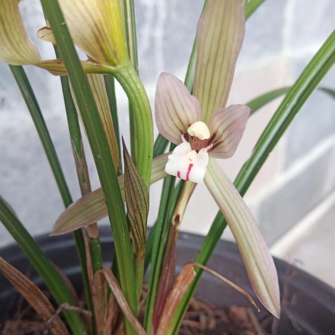 凯歌的绿色空间