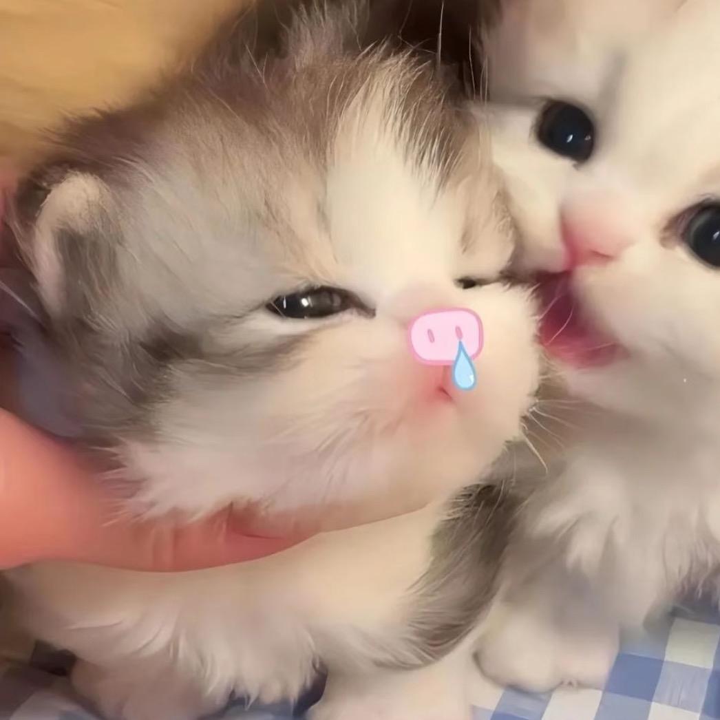 锤子吗^