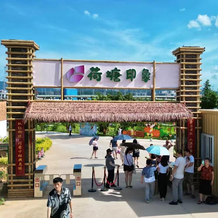 东莞桥头荷塘印象