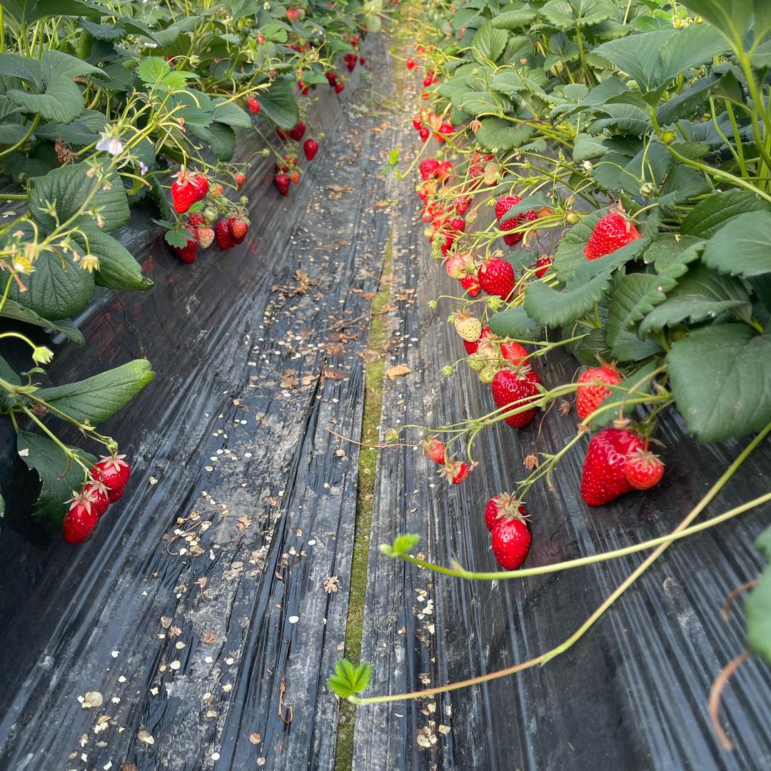 🍓🍓晓晓