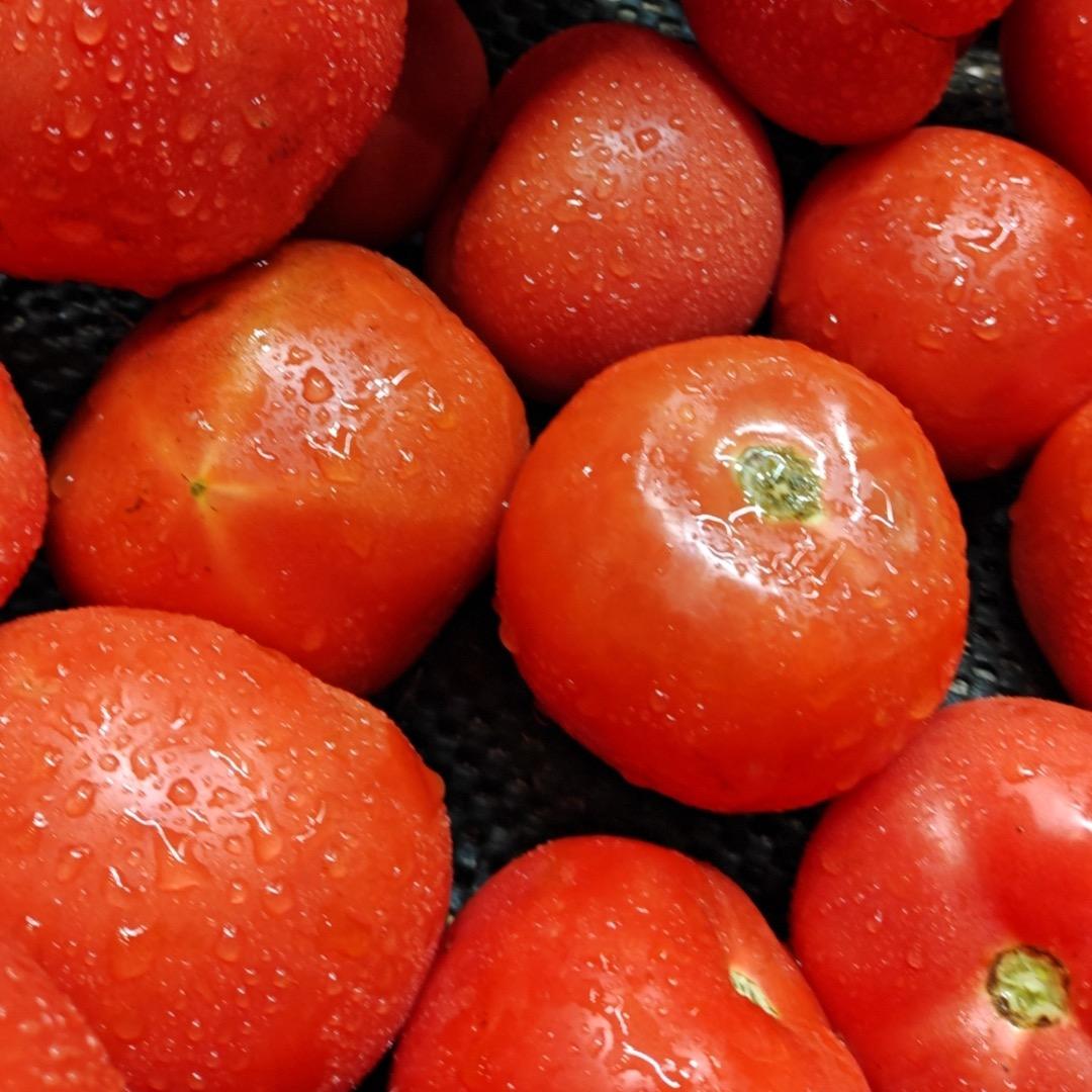 斯文孙