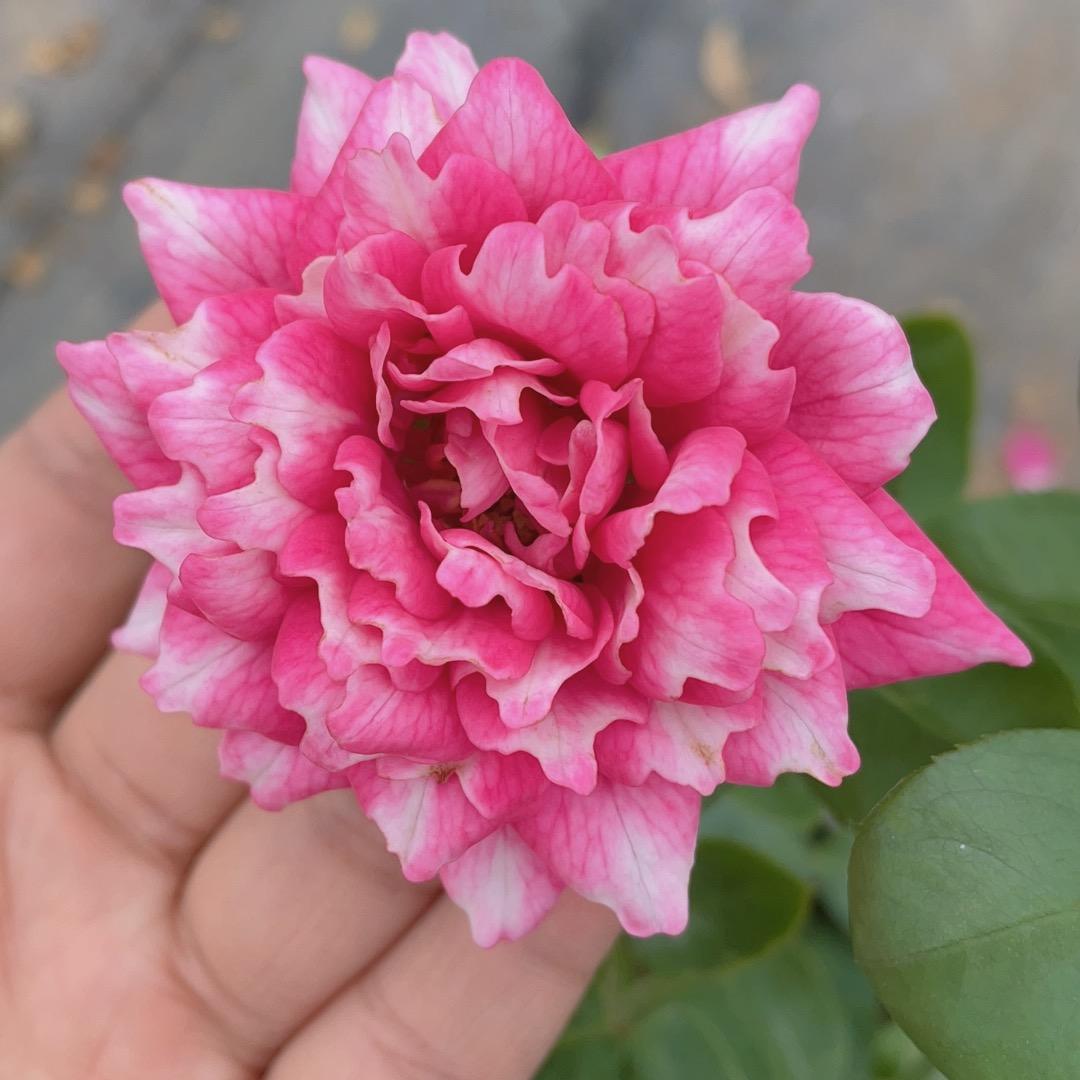 新起点月季