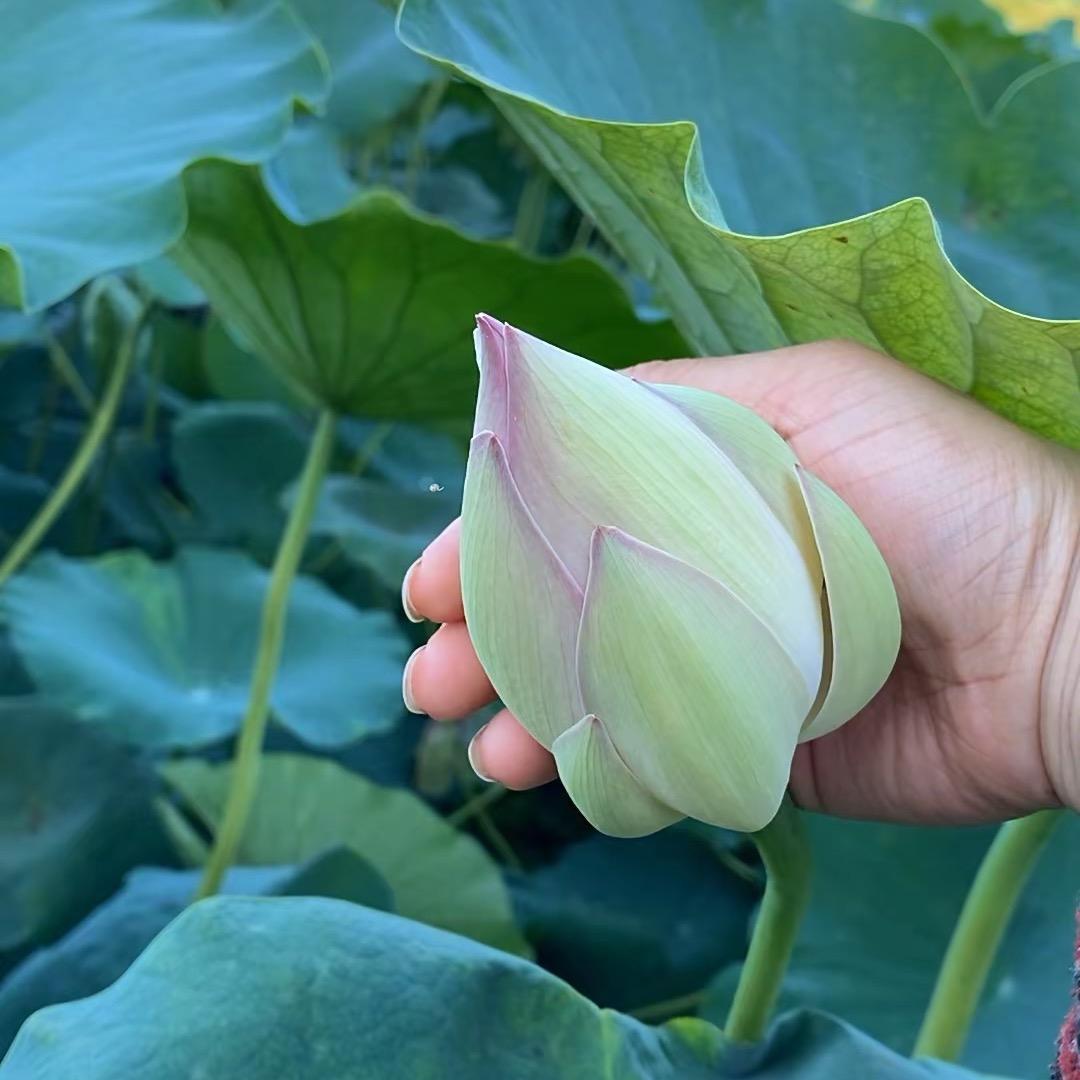 冬天的梅花