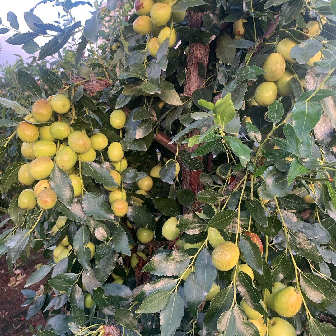 大亨水果鲜花礼品