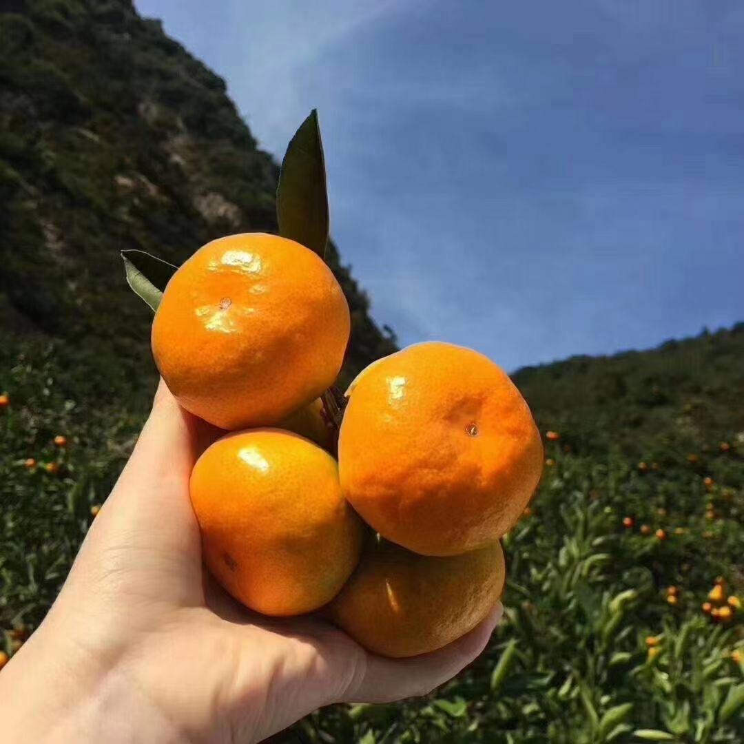 晓静涌泉蜜橘小铺