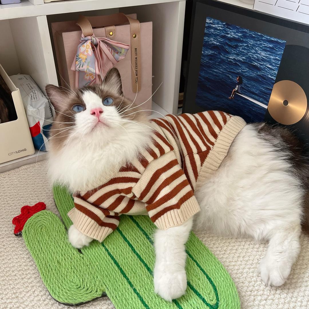 安妮和它的小跟班们