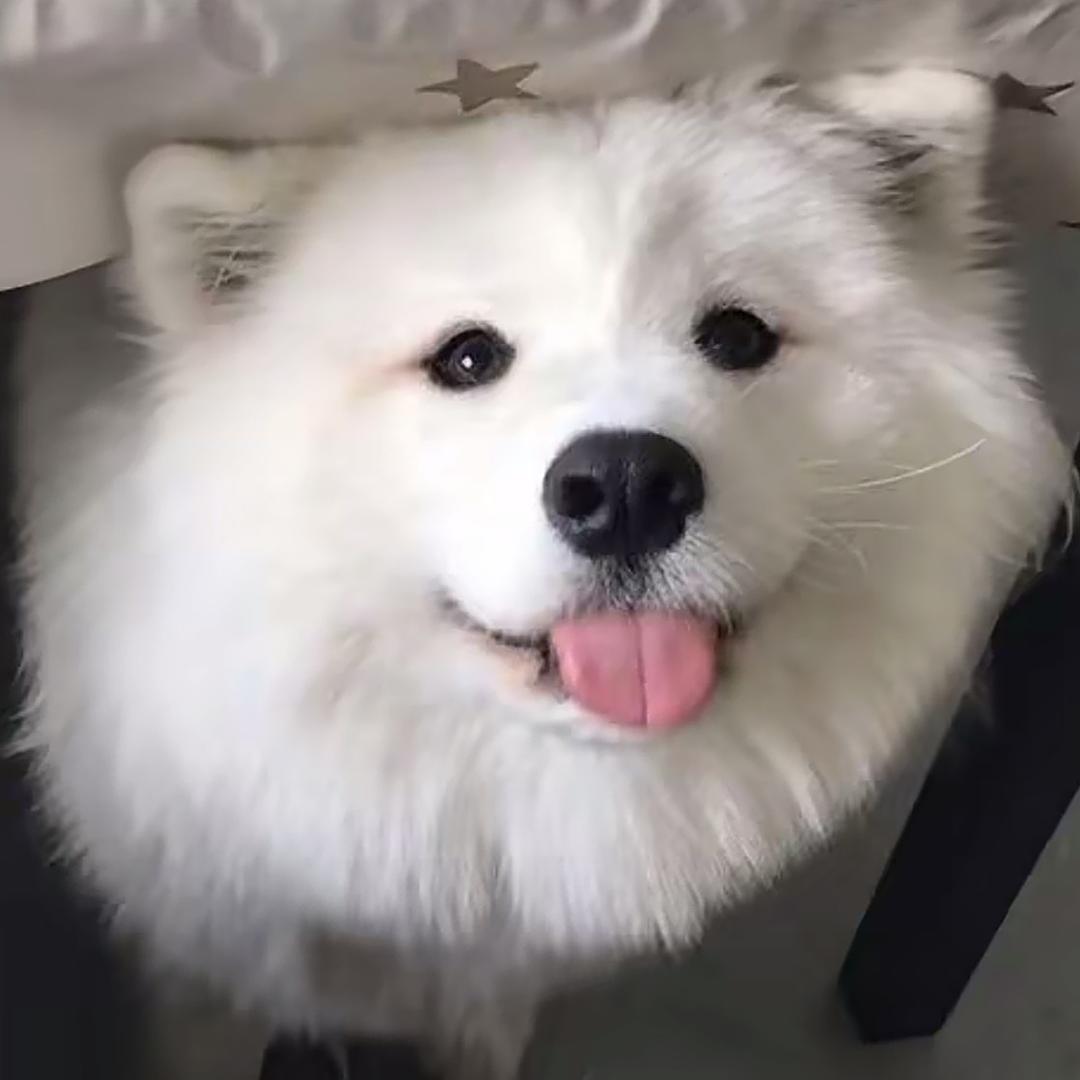 蜡笔小点新