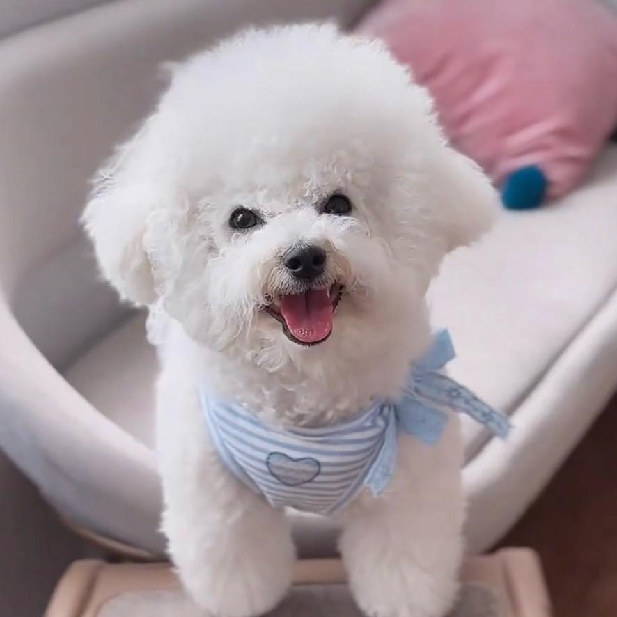 元宝是小比熊