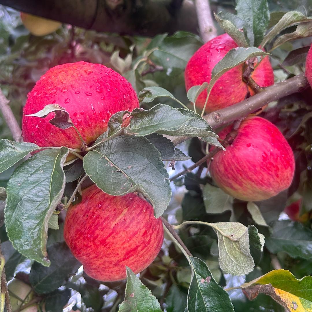 昭通苹果粿然脆水果臻选阁