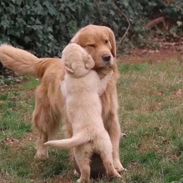 高子豆（爱豆寿司卷）