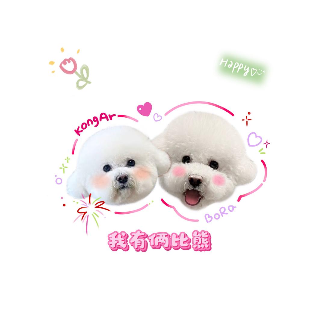 我有俩比熊💭