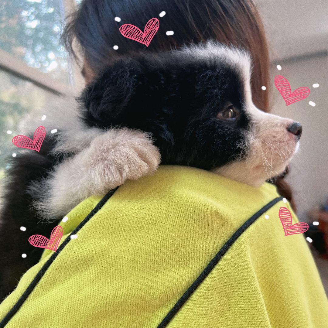 豆崽饿了（见过林俊杰版）