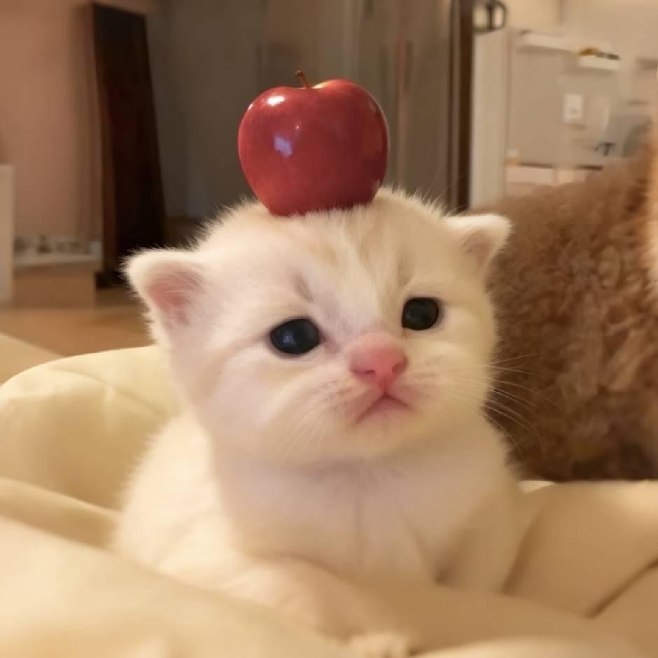 虾饼