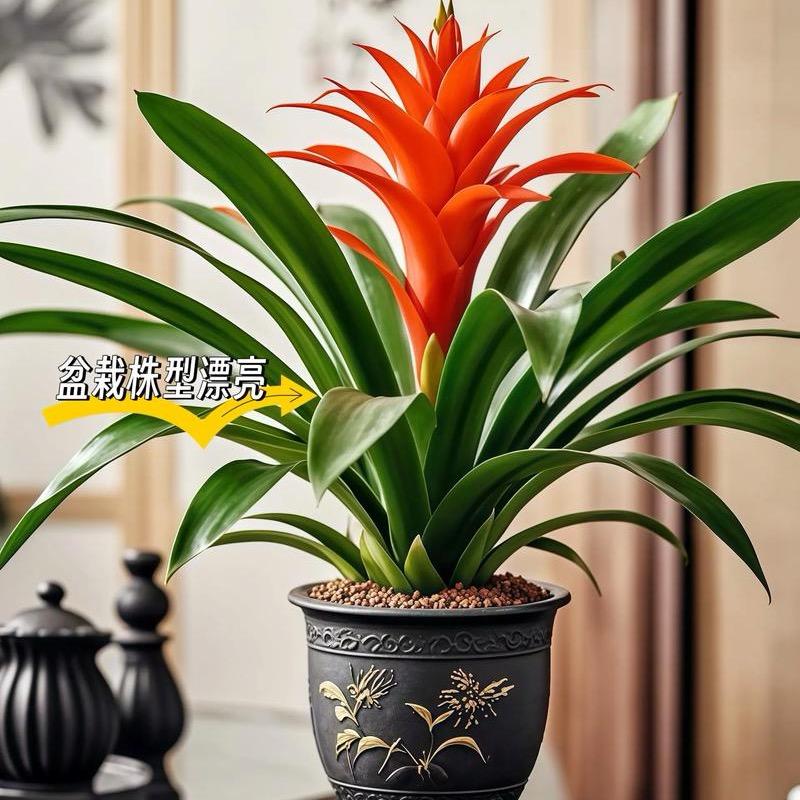 い╃→向往神鹰🔙