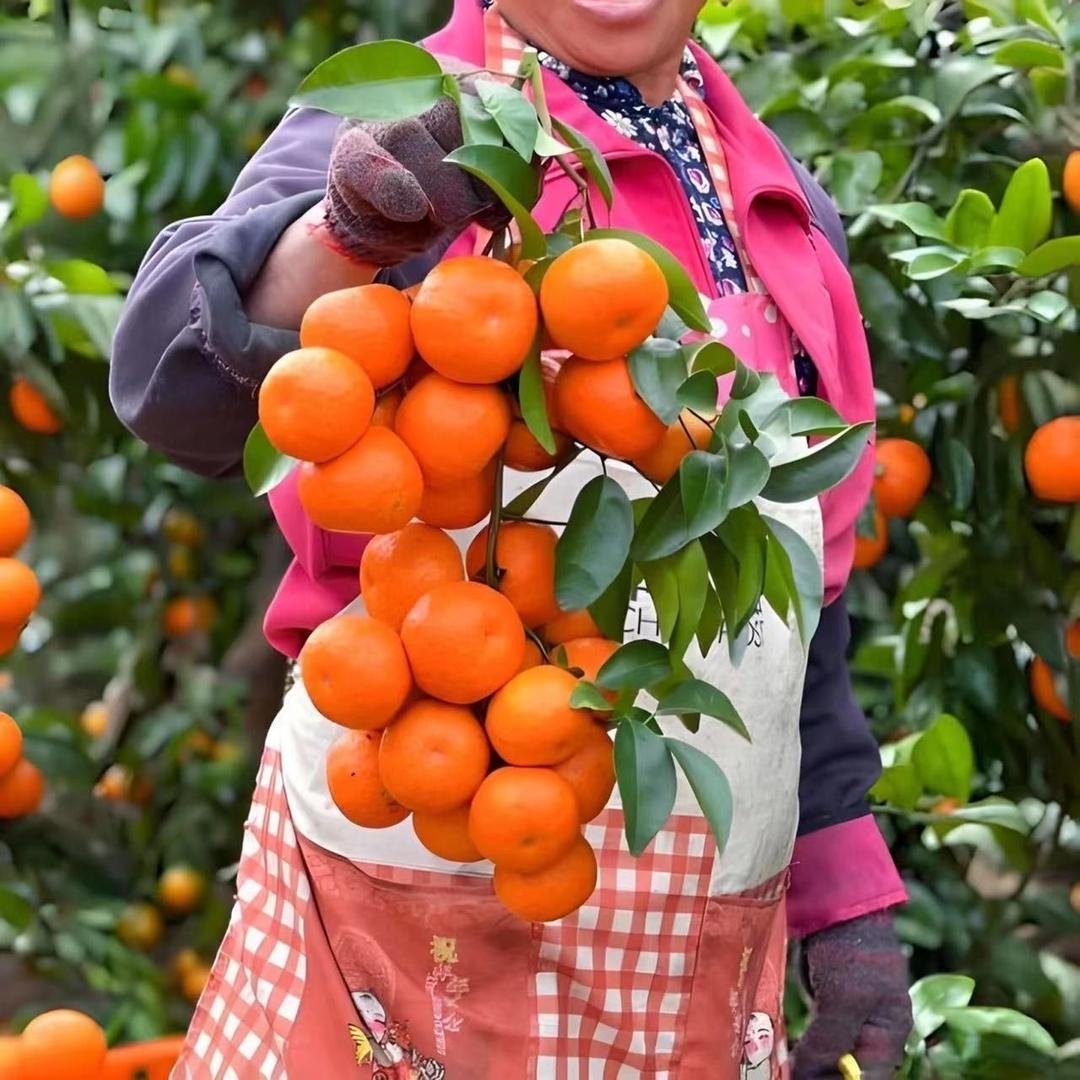 凯果思无凡果树苗木专卖店