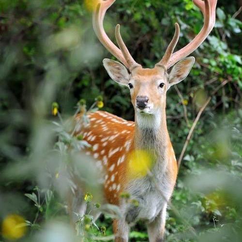 源鹿缘梅花鹿基地