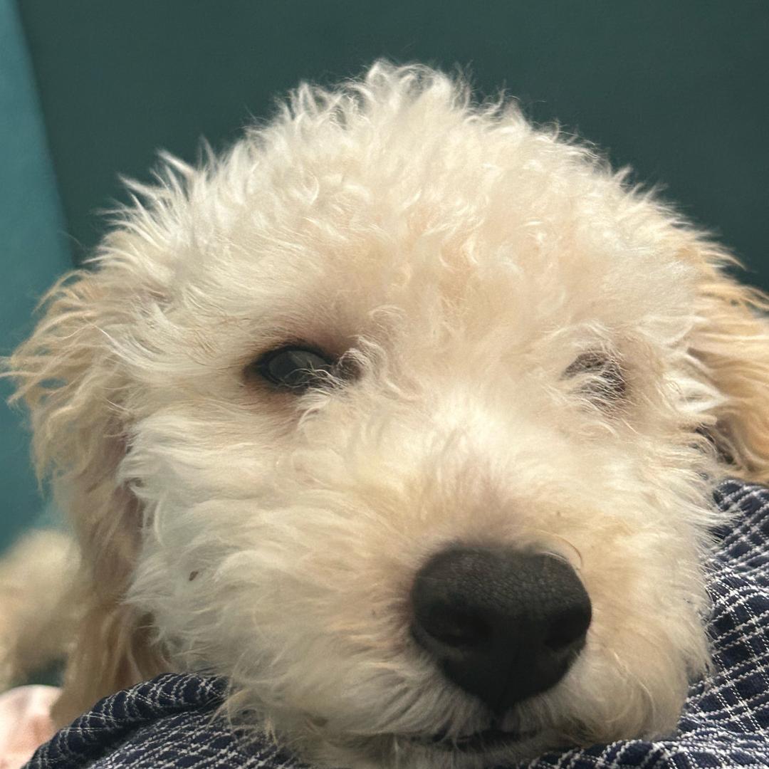 小鱼大王（助眠ASMR）