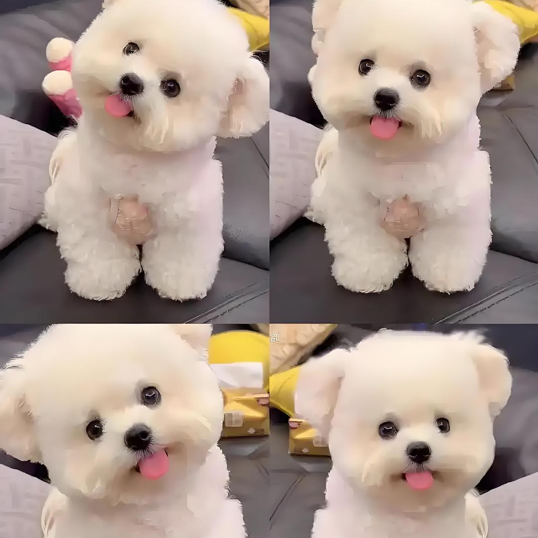 闹闹家、专注博美比熊小型犬