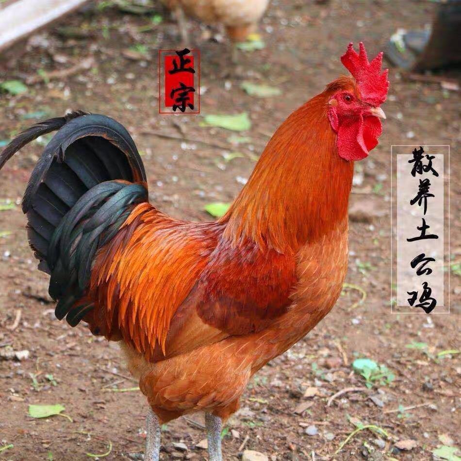 舌尖上的味道