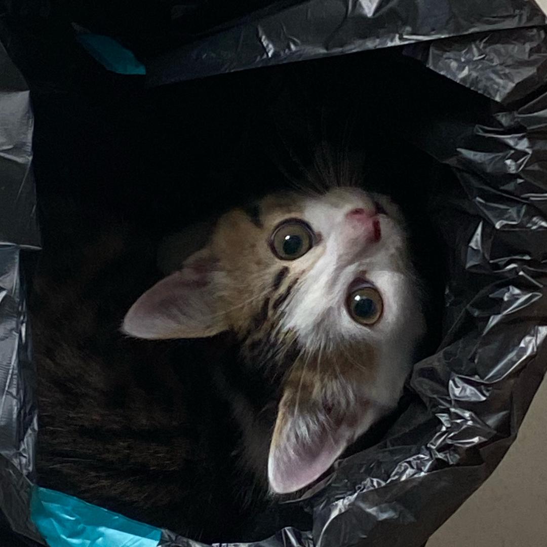 想吃蛋挞啊啊啊啊