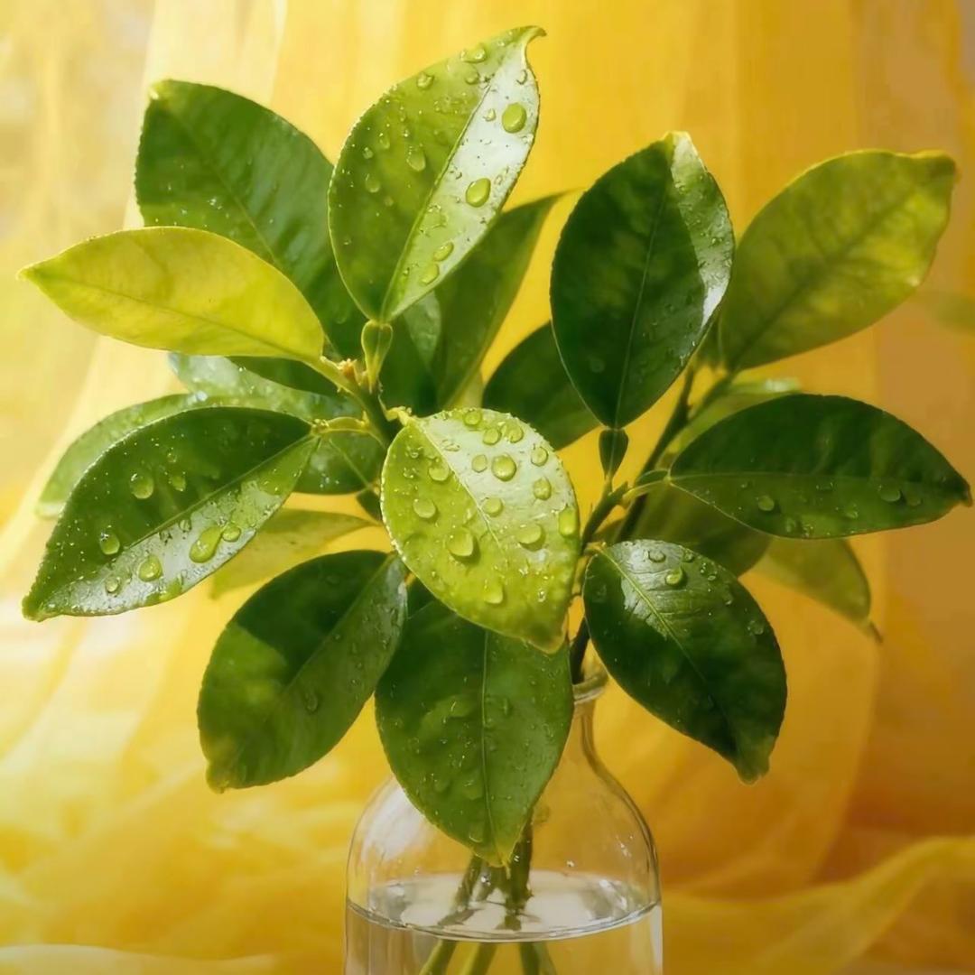 林黛玉有扁桃体