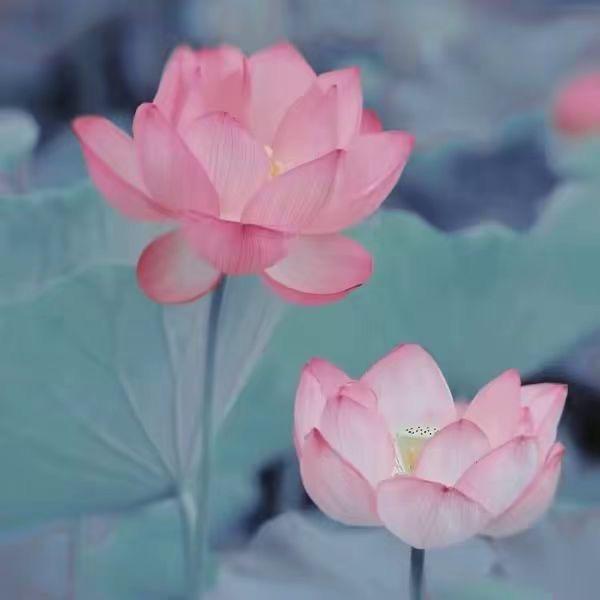 小雅老师爱英语