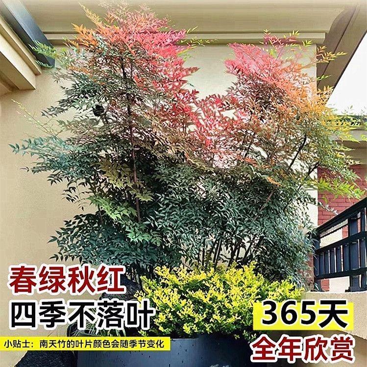 花婶婶园艺苗木场