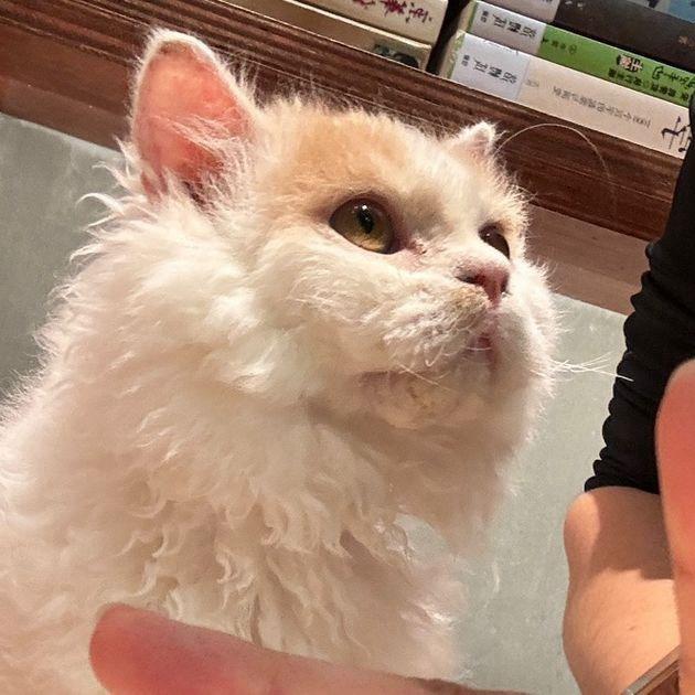 薛定谔的猫