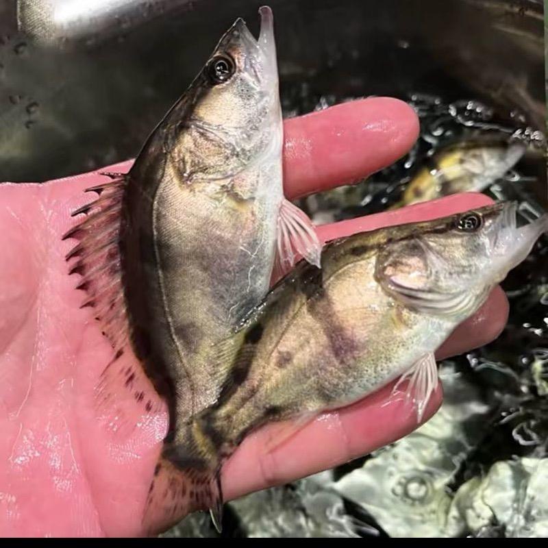 恒意宏水产鱼苗