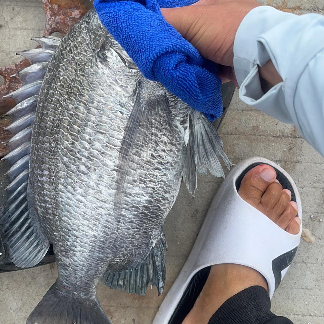去码头整点薯条🎣