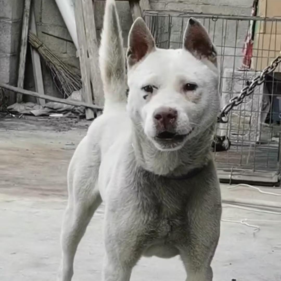 《流浪乡村者》  林成森农牧发展有限公司