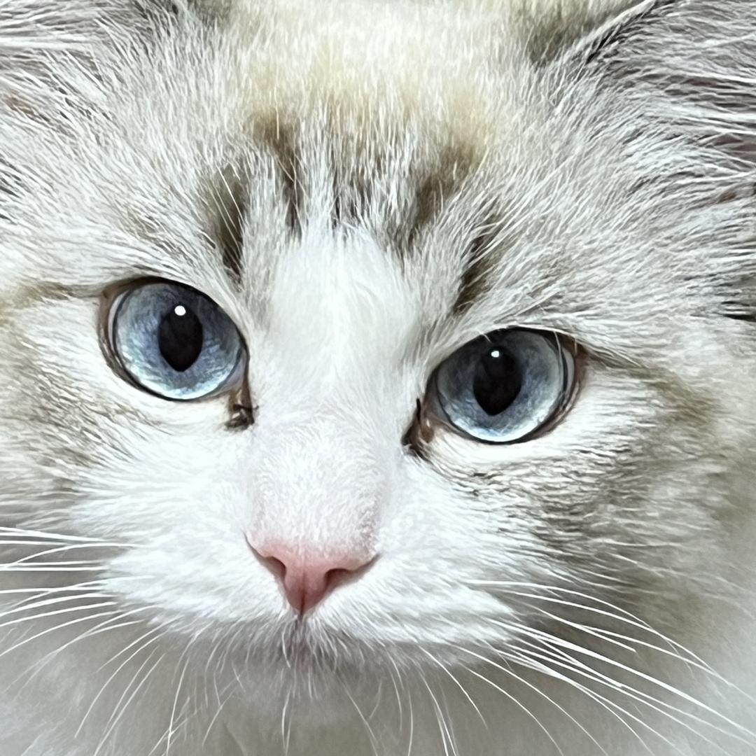 苏打荔枝气泡水:)