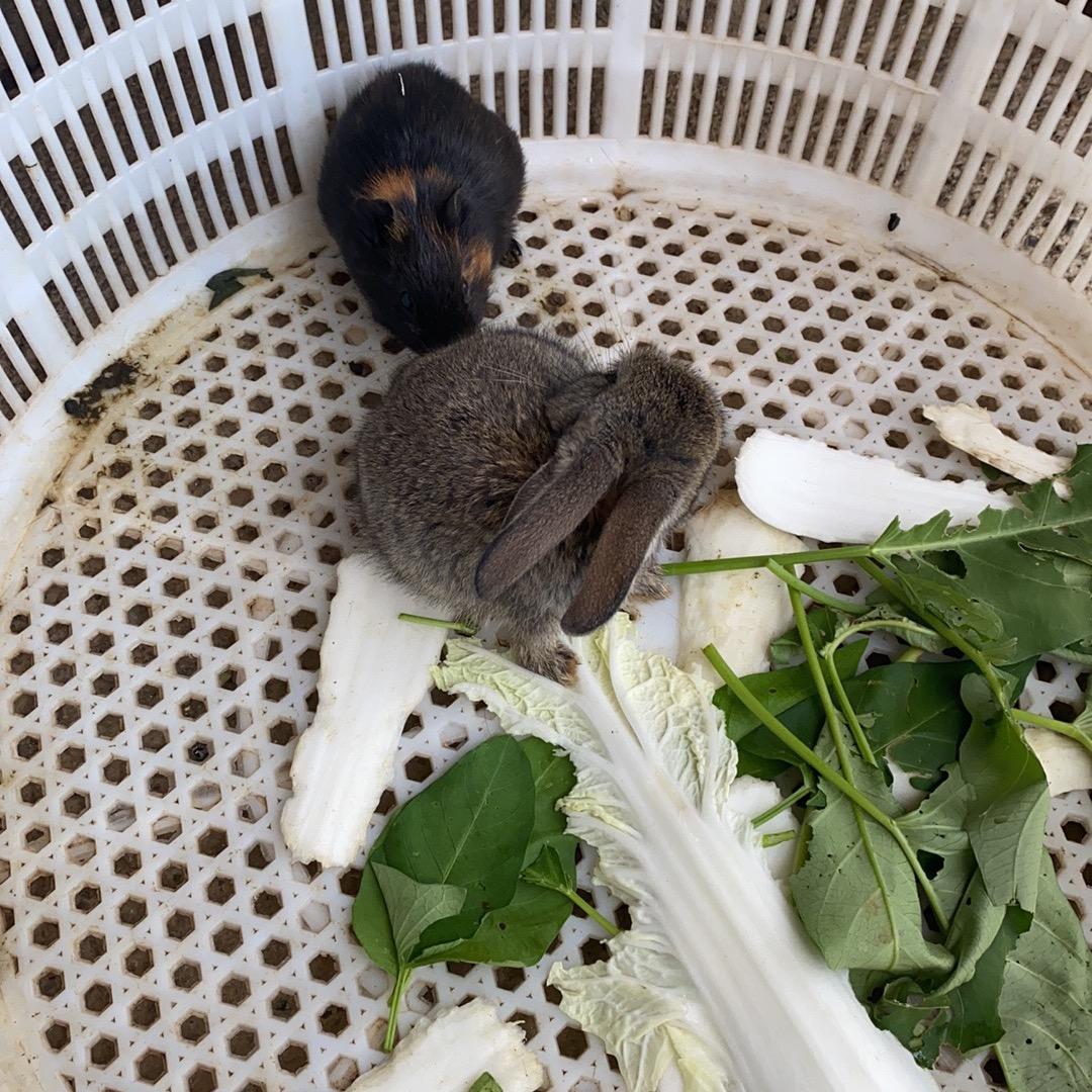 莴苣射箭