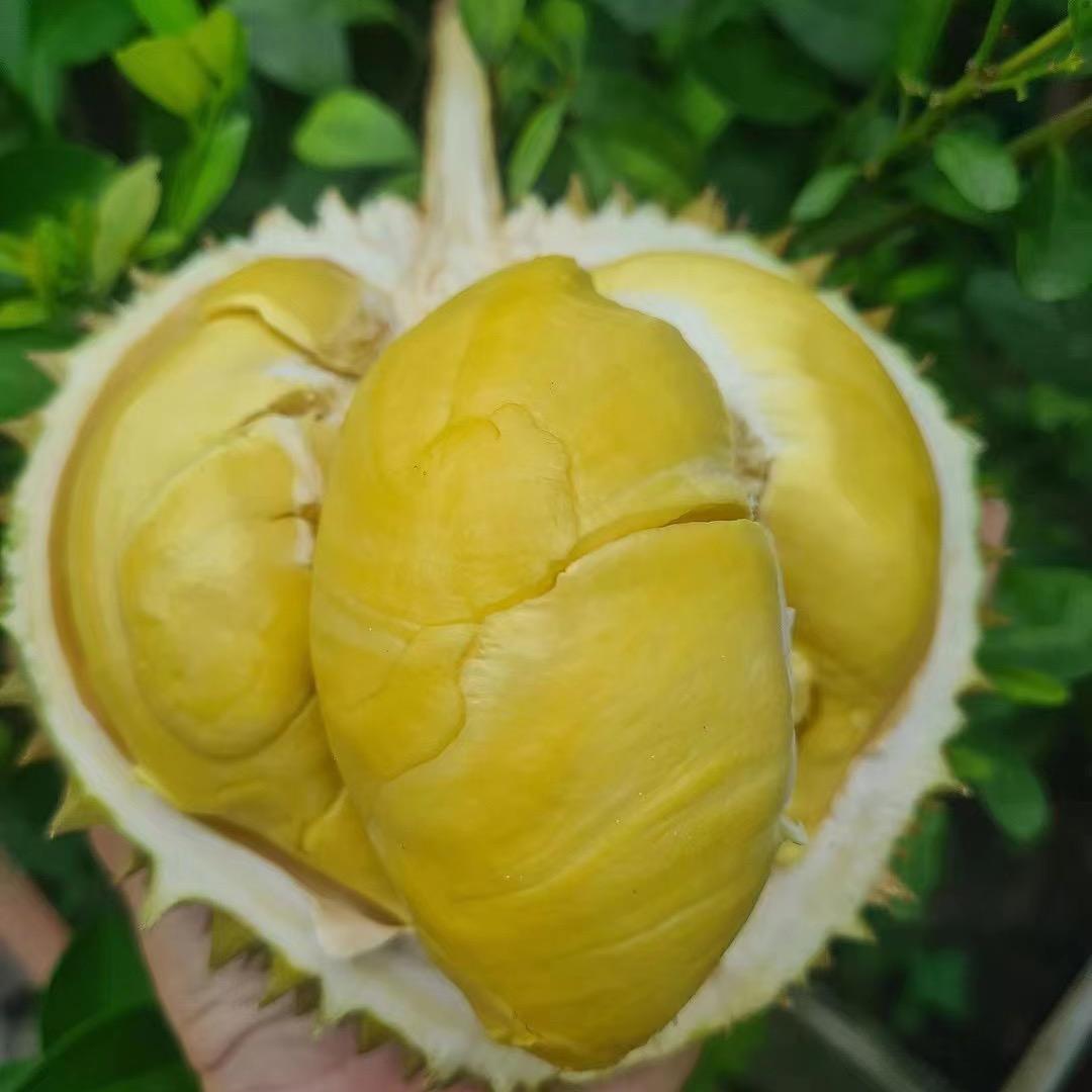 多福榴莲小时达