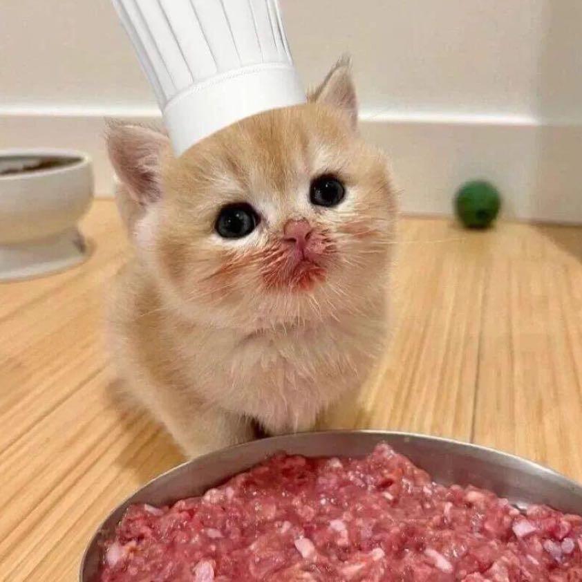 苹什猫