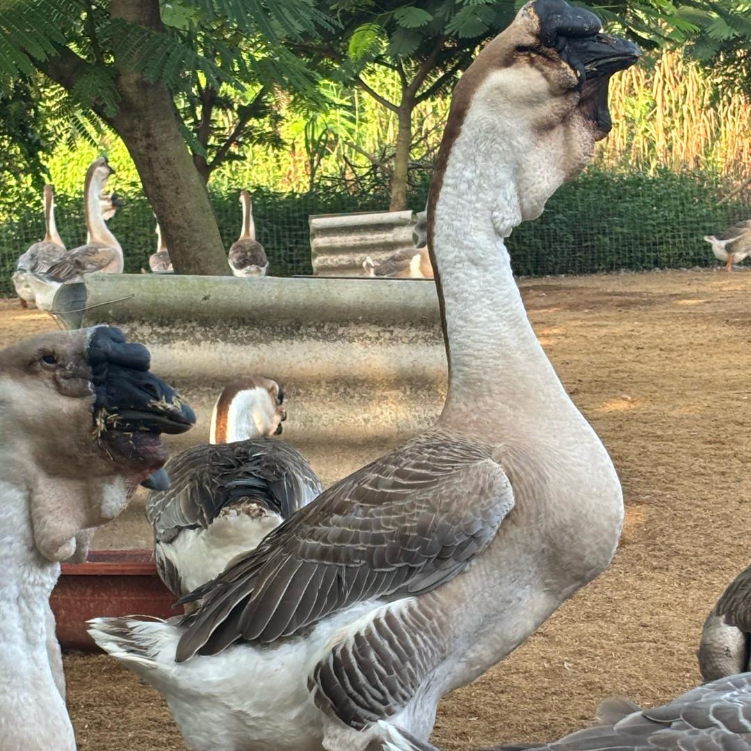 老白狮头鹅苗孵化批发