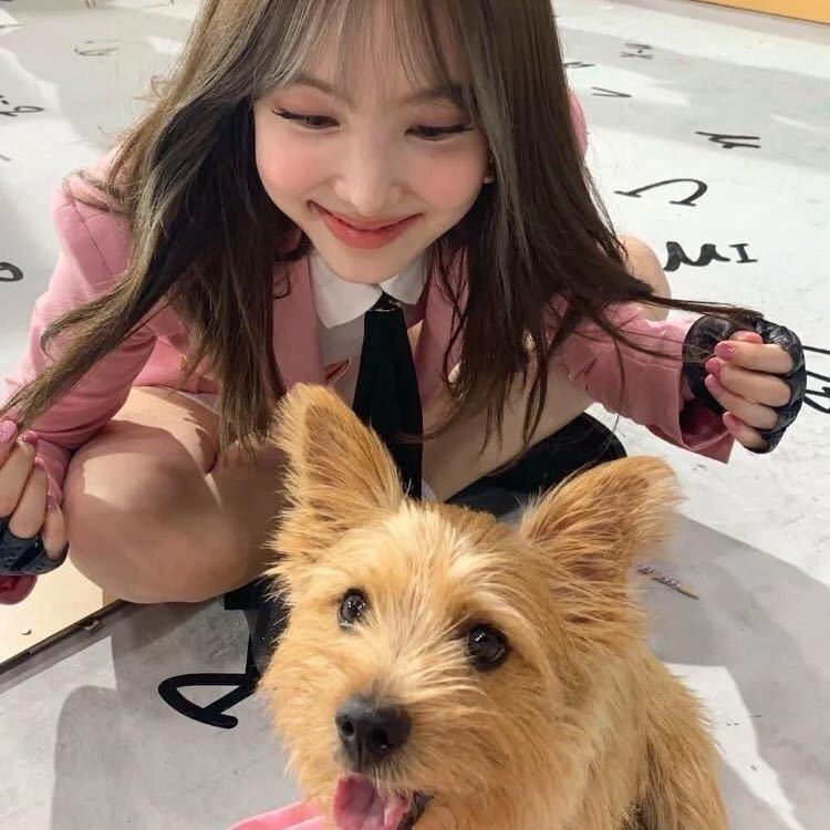 小狗你在哪儿